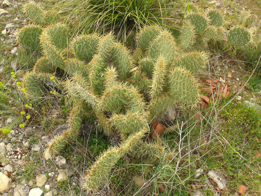 Opuntia naturalizzata